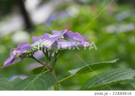 薄紫色と白色のぼかしの花びらの額紫陽花の写真素材