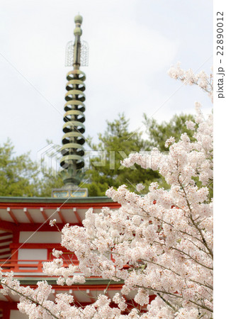 五重塔と桜 五重塔と桜 22890012