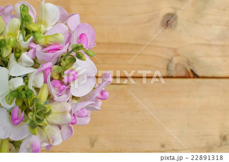 サマースイートピー サマースイートピー 22891318