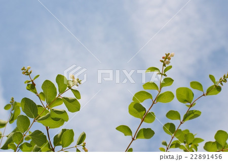 シンフォリカルホスの花と青空 シンフォリカルホスの花と青空 22891456