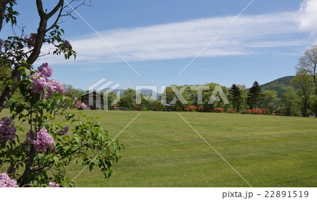 菅平の芝 22891519