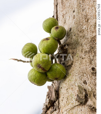 Fig fruit on tree Fig fruit on tree 22891768