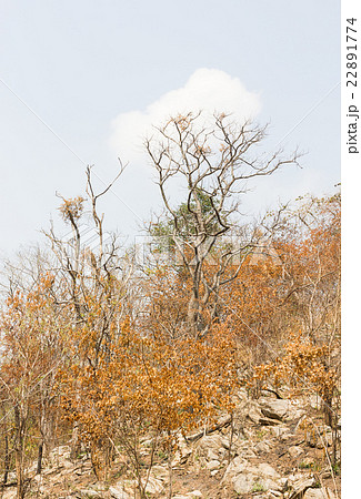 Forest after fire on a mountain 22891774