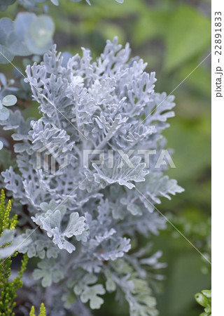 シロタエギク 22891833