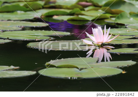 ハスの花 22891842