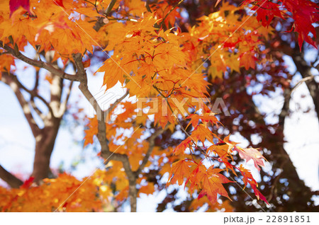 しっとりした紅葉 22891851