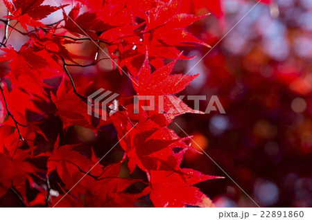 真っ赤な紅葉 クローズアップ の写真素材