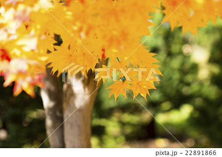明るい紅葉(黄色の葉) 明るい紅葉(黄色の葉) 22891866