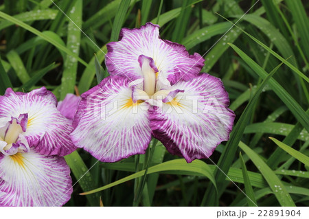 菖蒲の花 菖蒲の花 22891904