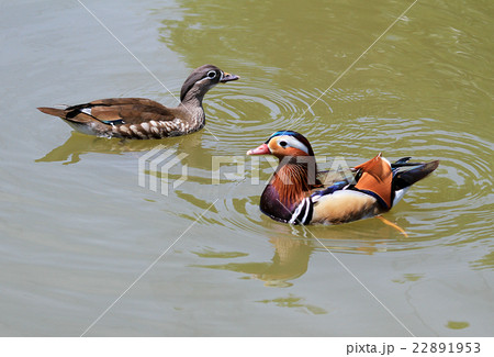 オシドリ オシドリ 22891953
