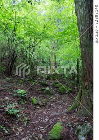 高知県津野町 四万十川源流点 山中の風景 高知県津野町 四万十川源流点 山中の風景 22892140