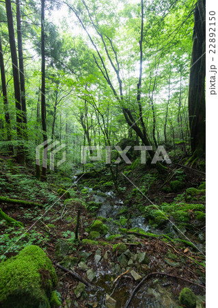 高知県津野町 四万十川源流点 山中の風景 高知県津野町 四万十川源流点 山中の風景 22892150