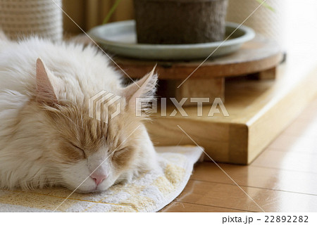 タオルの上で寝る猫 22892282