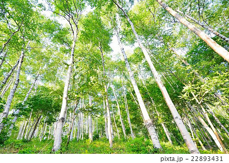平庭高原の白樺林 22893431