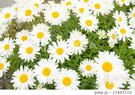 デイジーの花びら 22893510