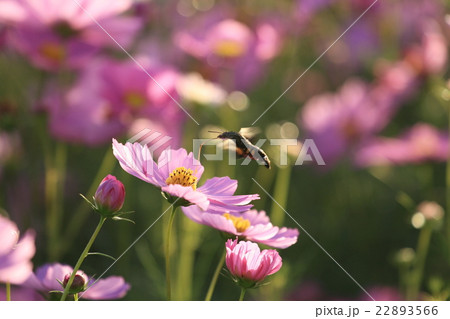 コスモスの蜜を吸うスズメガ 22893566
