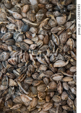 pattern of seashell 22893985