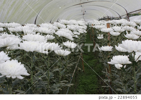 Marigold Planting Plot Marigold Planting Plot 22894055
