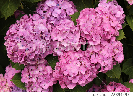 見ごろを迎えた北山公園の紫陽花(2) 22894498