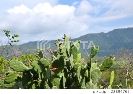 実も茎も食用になるウチワサボテンの写真素材