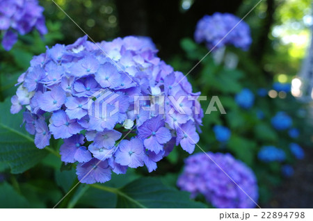 紫陽花 日陰と木漏れ日の下色付く 22894798