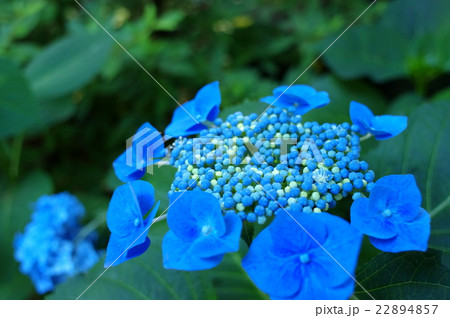 額紫陽花 日陰で色付く 額紫陽花 日陰で色付く 22894857