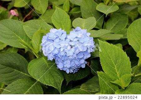 ハート型紫陽花 ハート型紫陽花 22895024