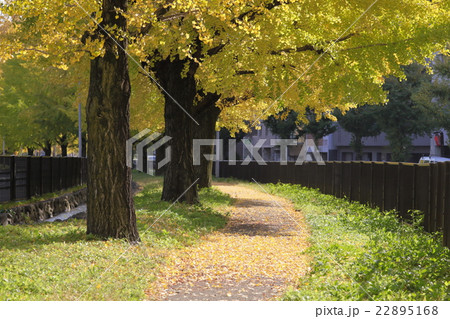 堀川通りの銀杏並木 22895168