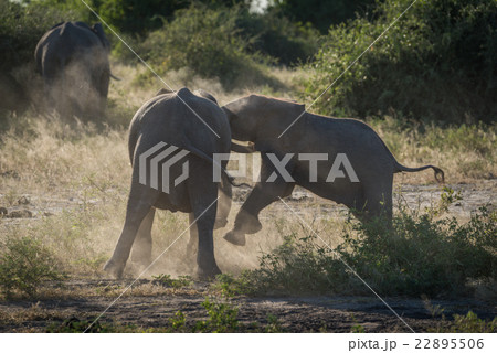 Baby elephant charges another in dust cloud 22895506