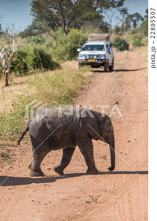 Baby elephant crossing dirt track before jeep Baby elephant crossing dirt track before jeep 22895507