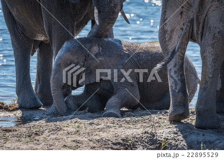 Baby elephant rolling in mud beside river Baby elephant rolling in mud beside river 22895529