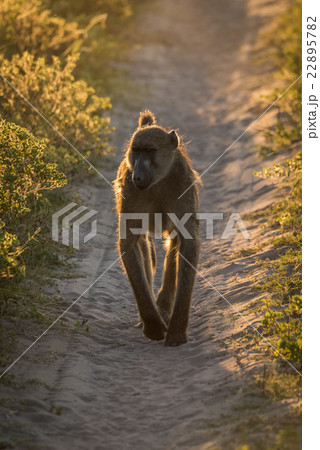 Chacma baboon walking down track at dusk Chacma baboon walking down track at dusk 22895782