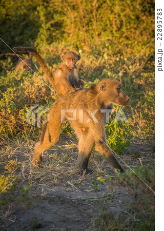 Chacma baboon walking with baby on back Chacma baboon walking with baby on back 22895783