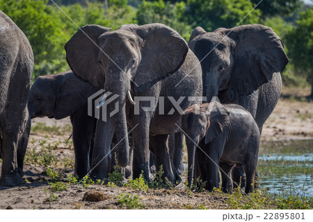 Close-up of elephant family walking towards camera 22895801