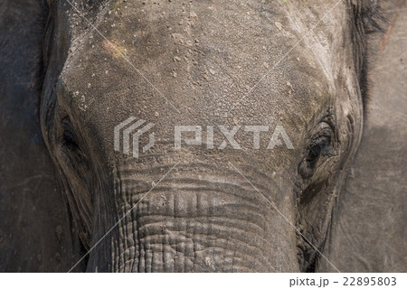 Close-up of elephant head covered in earth Close-up of elephant head covered in earth 22895803