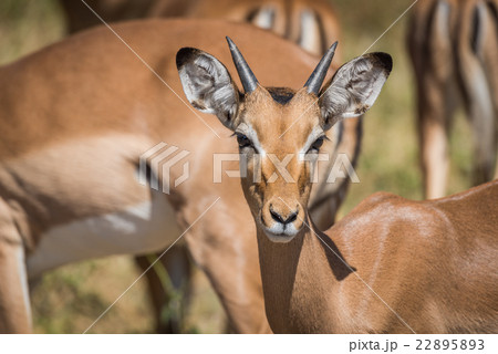 Close-up of young male impala facing camera 22895893