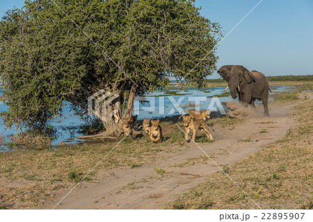 Elephant chases six lions away on riverbank 22895907
