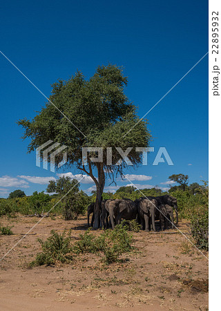 Elephant herd standing in shade of tree Elephant herd standing in shade of tree 22895932