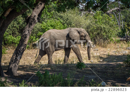 Elephant walking along track framed by trees 22896023