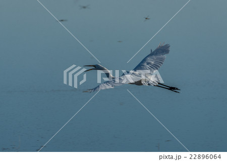 Great white egret flying over calm river Great white egret flying over calm river 22896064