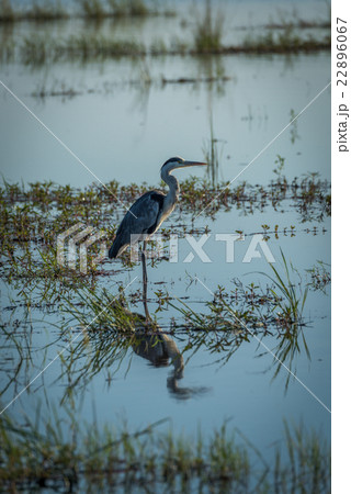 Grey heron fishing in river with plants 22896067