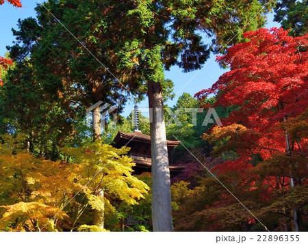 滋賀県金剛輪寺の三重塔と紅葉 22896355