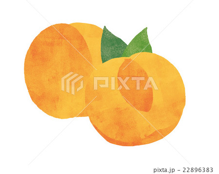 アプリコット イラスト アプリコット イラスト 22896383