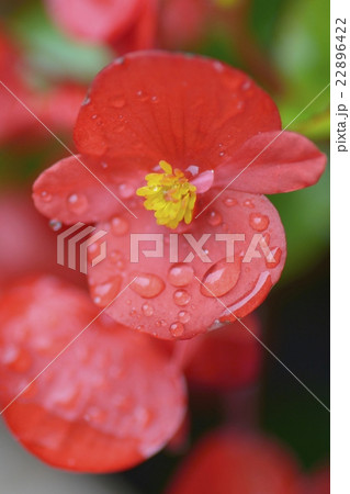 ベゴニア 22896422