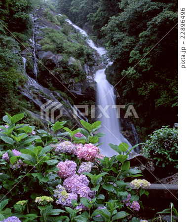あじさい 見帰りの滝 あじさい 見帰りの滝 22896496