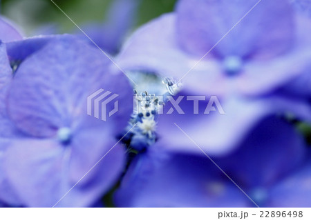 あじさい 見帰りの滝 あじさい 見帰りの滝 22896498