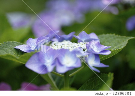 あじさい 見帰りの滝 あじさい 見帰りの滝 22896501