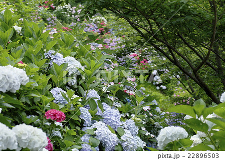 あじさい 見帰りの滝 あじさい 見帰りの滝 22896503