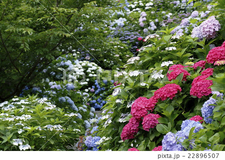 あじさい 見帰りの滝 あじさい 見帰りの滝 22896507