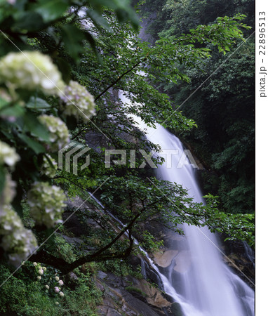 あじさい 見帰りの滝 あじさい 見帰りの滝 22896513